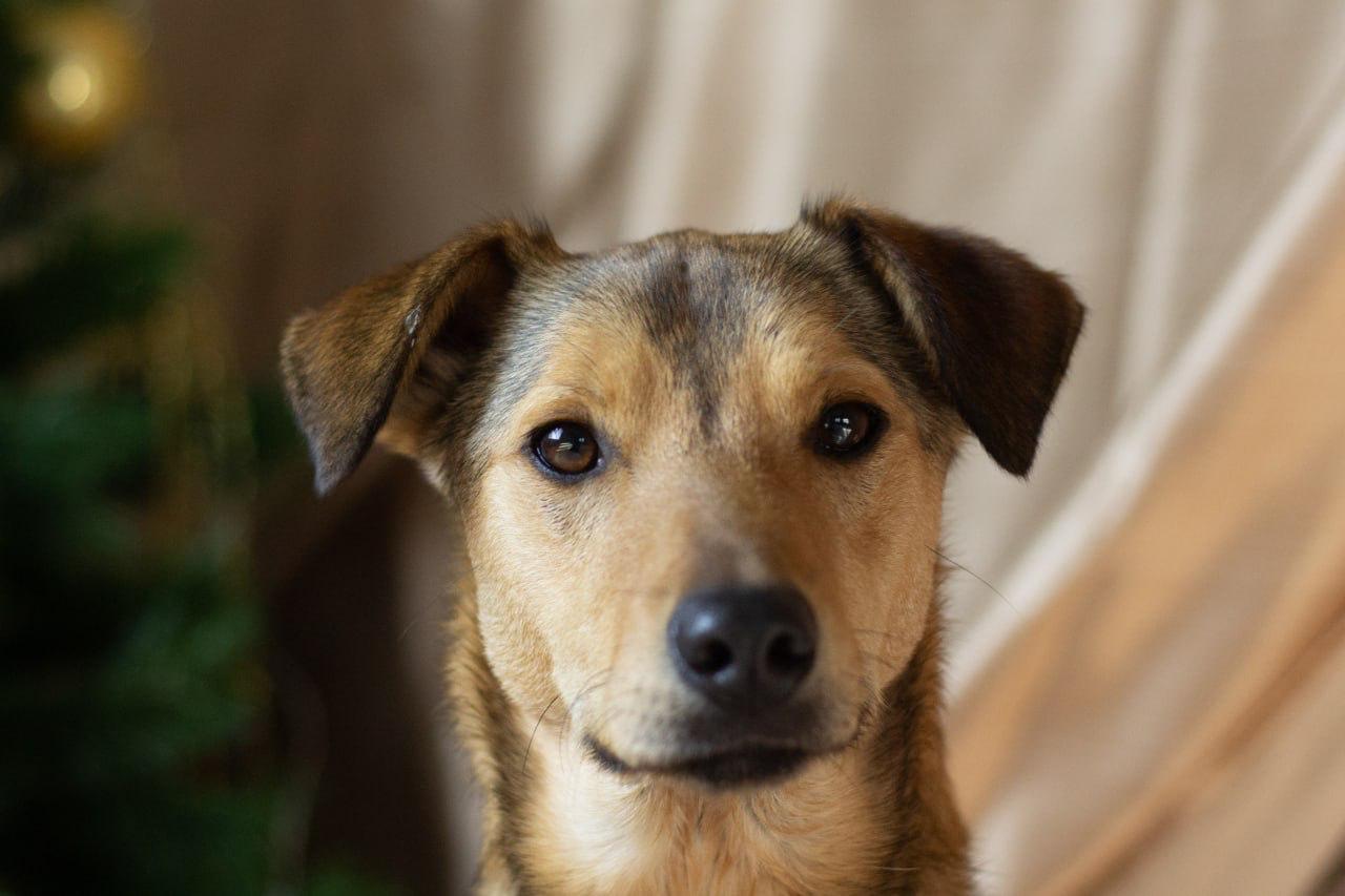 Chiens à adopter
